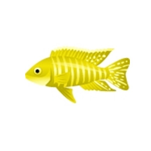 Yellow Peacock Cichlid